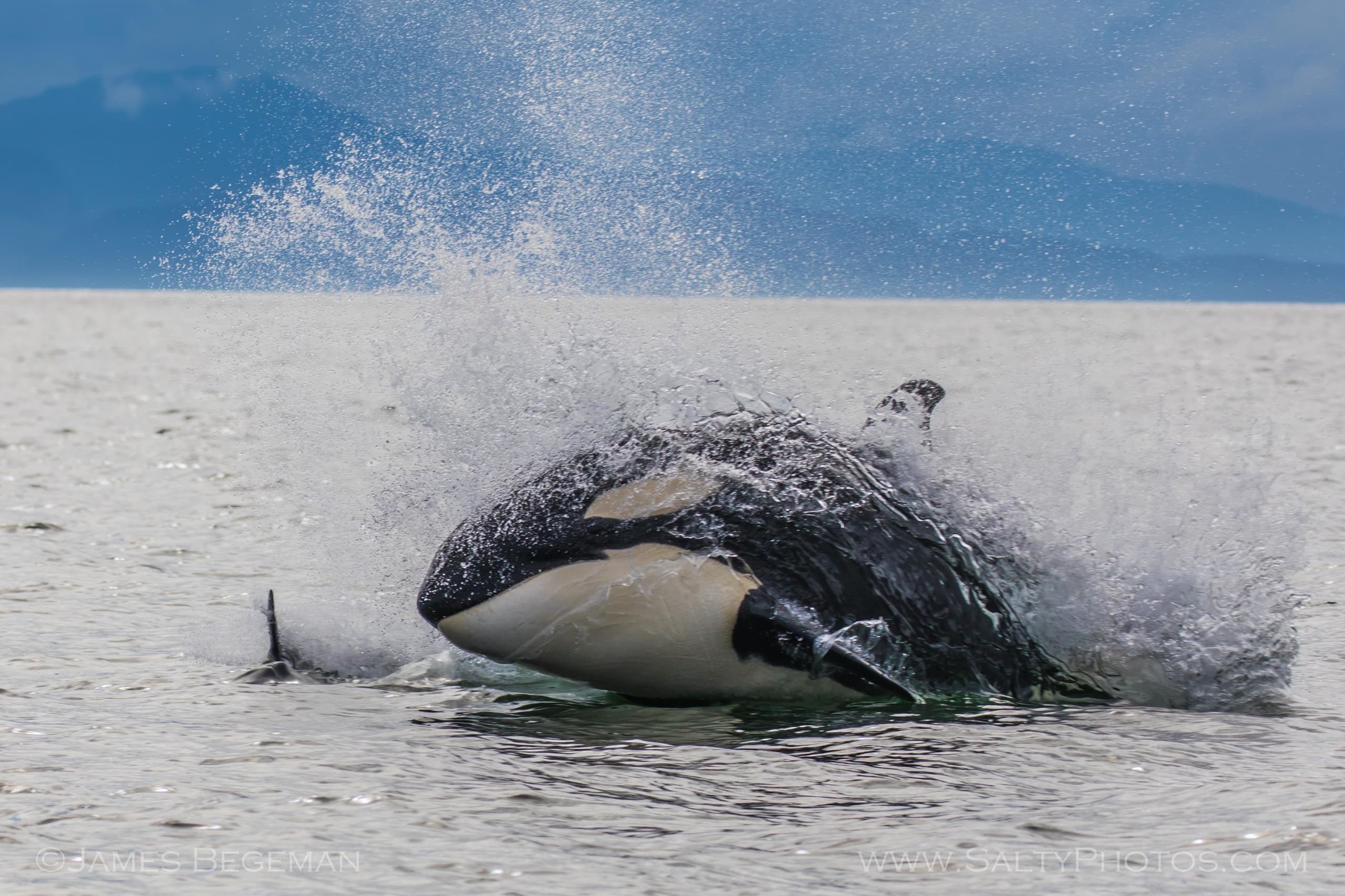 Vessels Storm Breaker Power Cat or Strait Shooter, Whale Watching