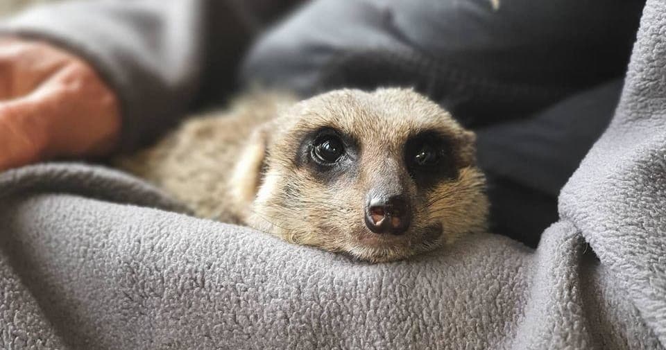 Meet the Meerkats