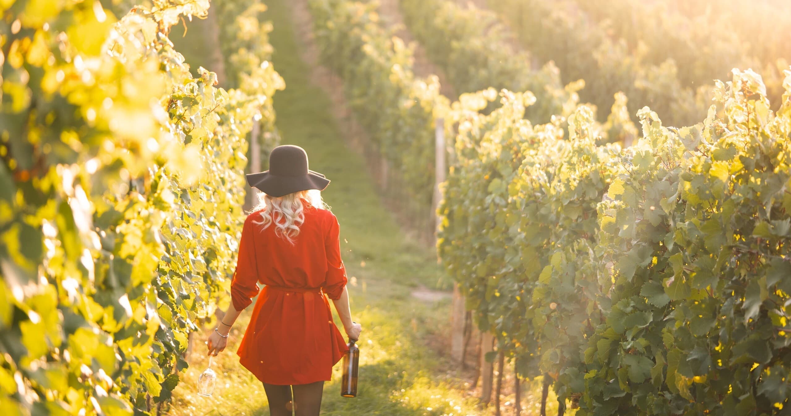 Euganean Hills Wine Tour