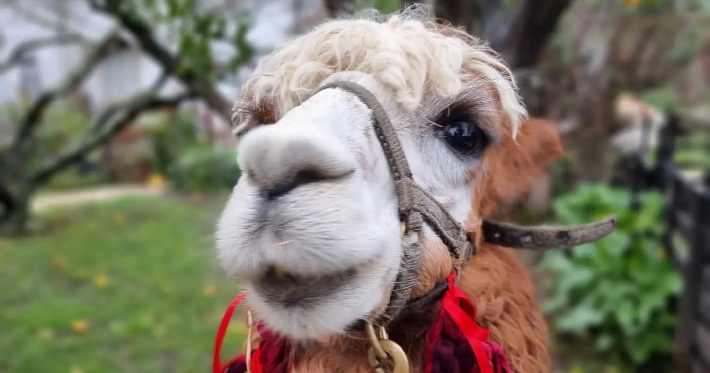 Alpaca Farm Experience