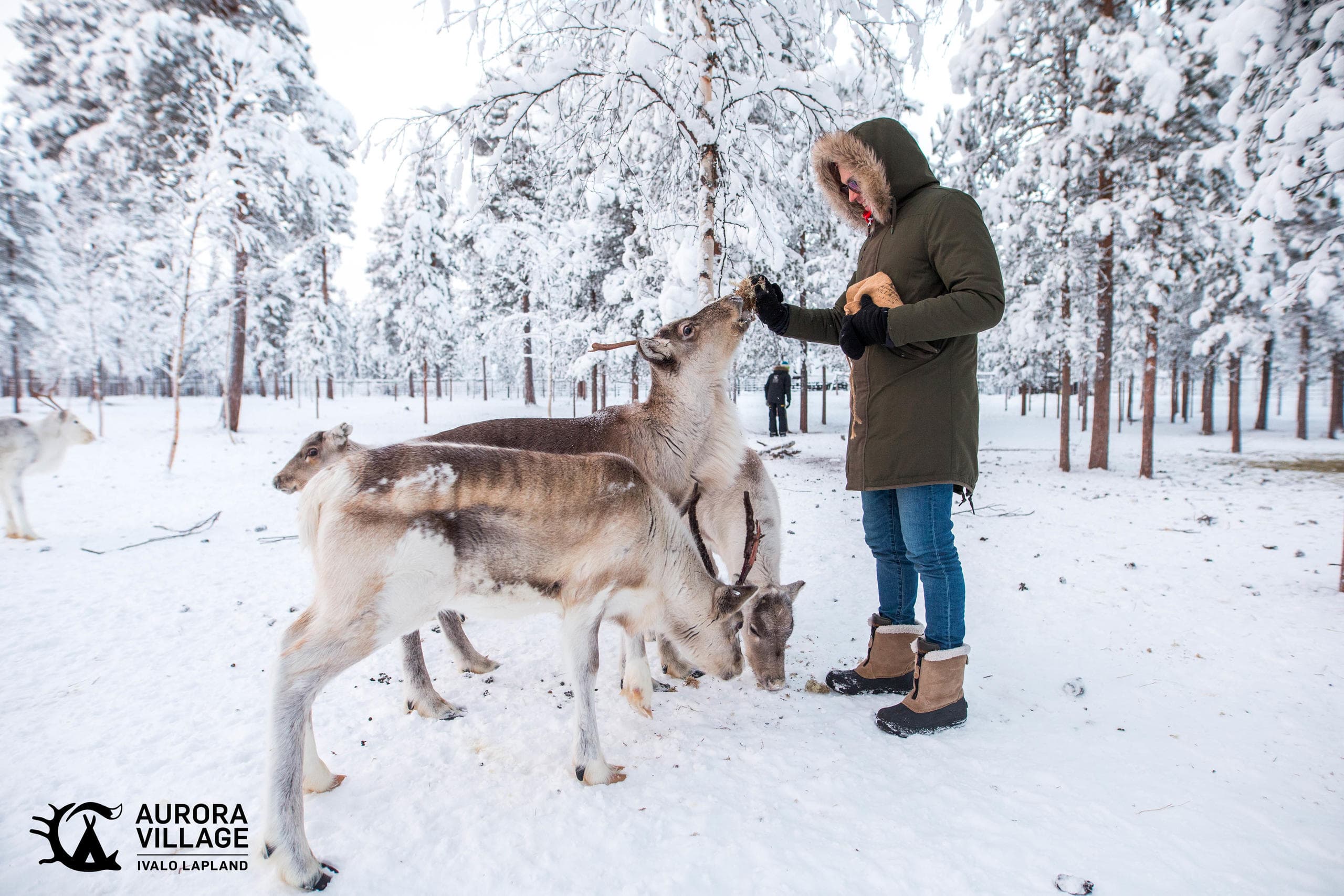 Feeding & Photographing Reindeer