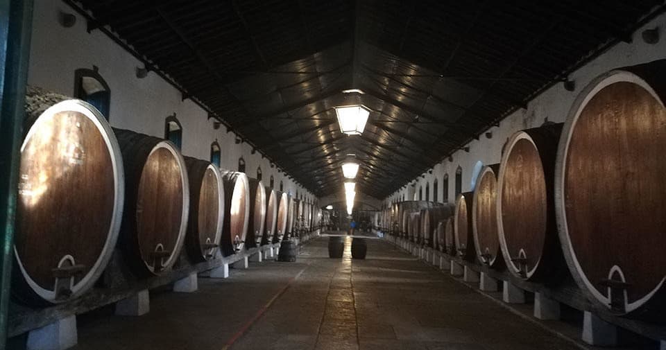 Tour com Prova de Vinho e Azeite no Alentejo