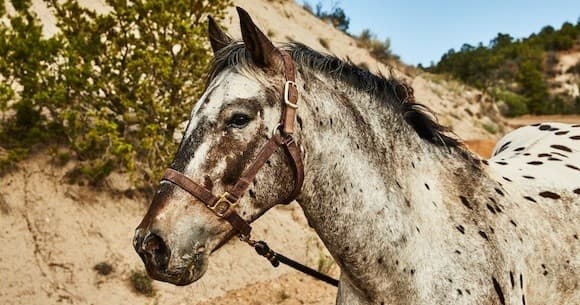 Public Horseback Ride