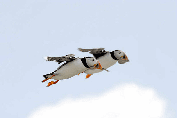 Puffin Seabird Cruise with Seals