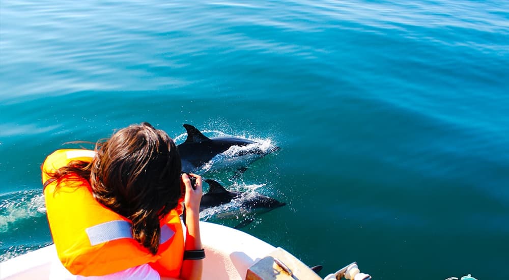 Dolphin Watching in Olhão
