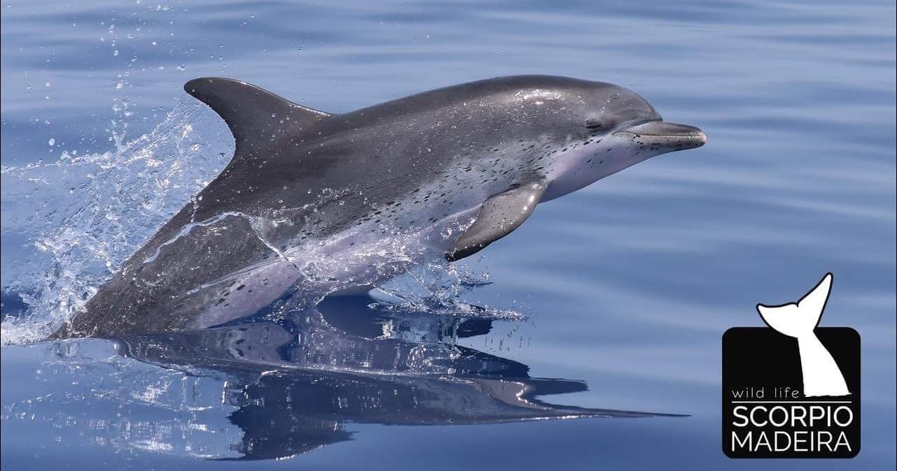 Whale and Dolphin Watching