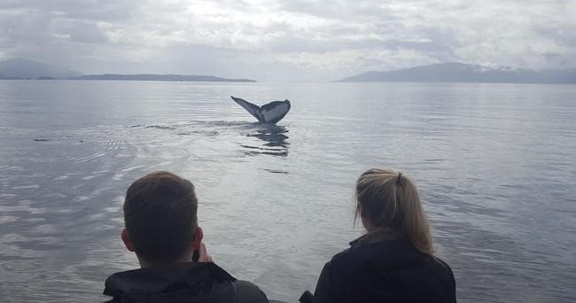2 Hour Whale Watch- Starting times can be adjusted to meet your needs!