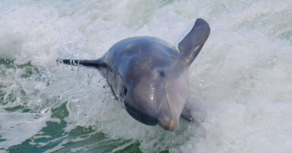The Dolphin Study Eco-Tour and Cruise