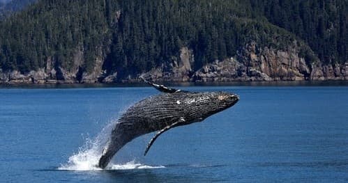 Whale Watching Charter