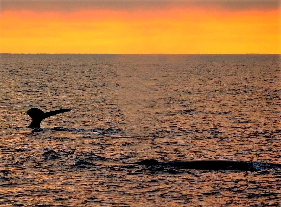 Dolphin & Whale Sunset Cruise