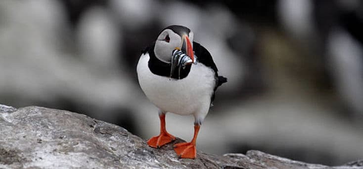Private tour to Puffin Island from Edinburgh