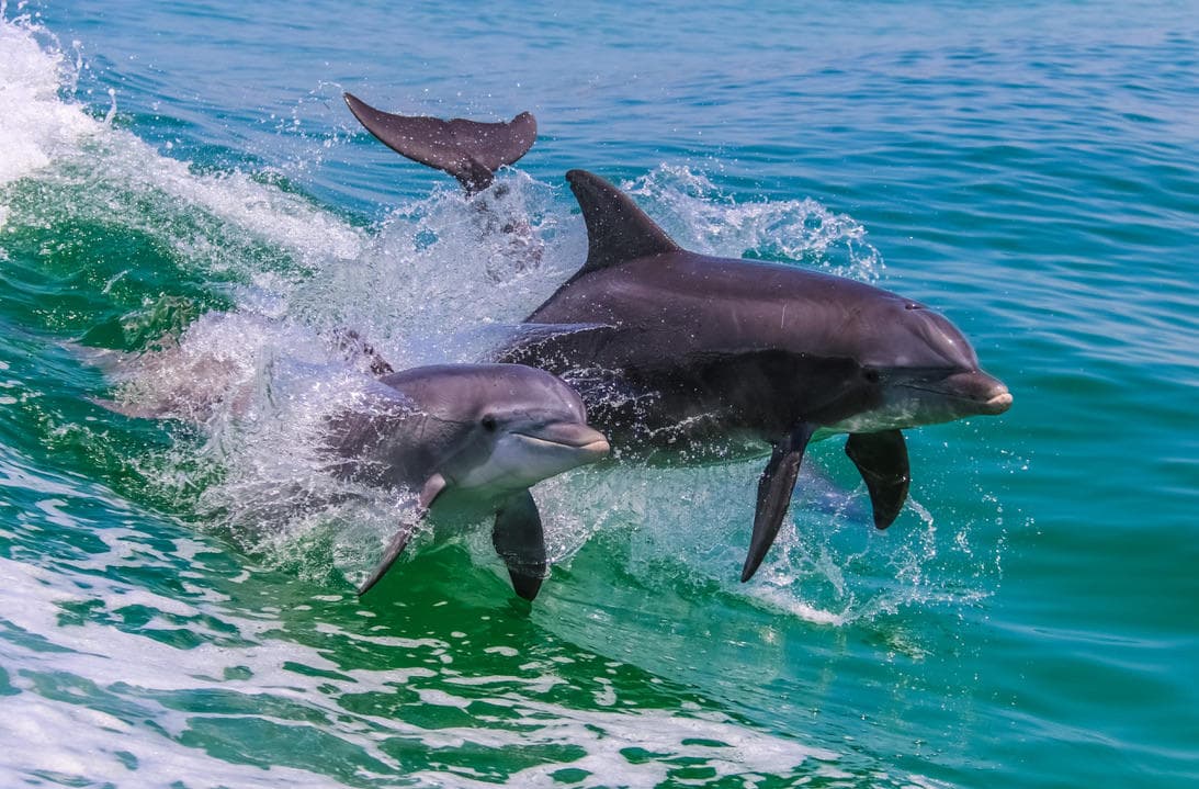 Daytime Dolphin Cruise