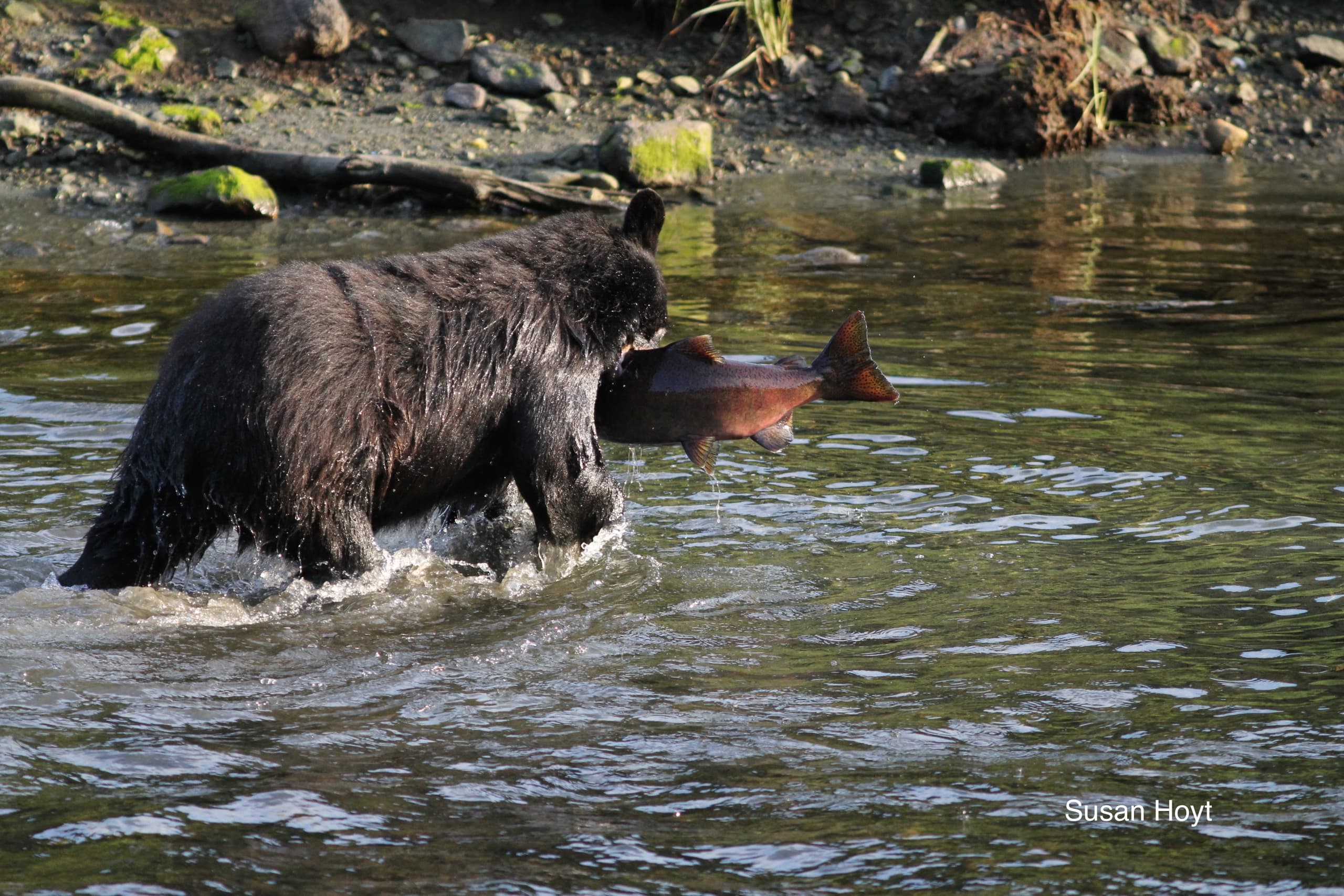 Black Bear Expedition - Traitor's Cove