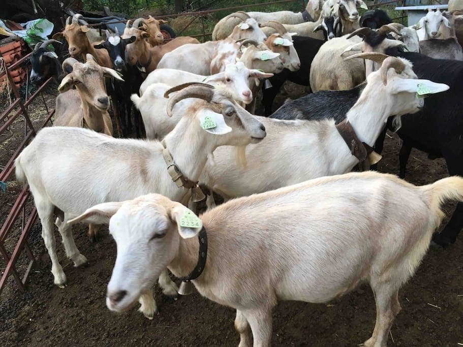 Goat Cheese Making Experience