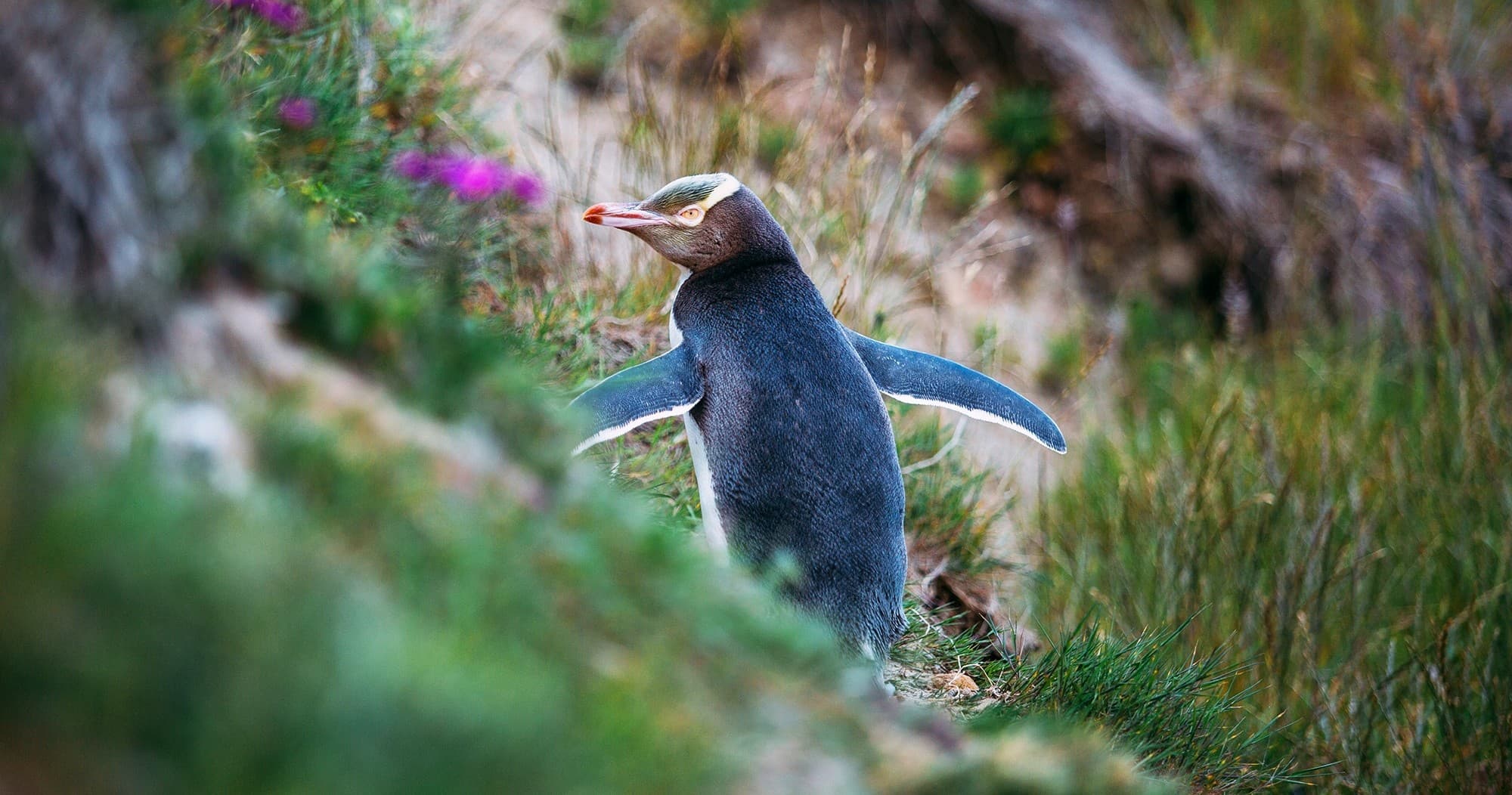 Peninsula Encounters + Wildlife Cruise