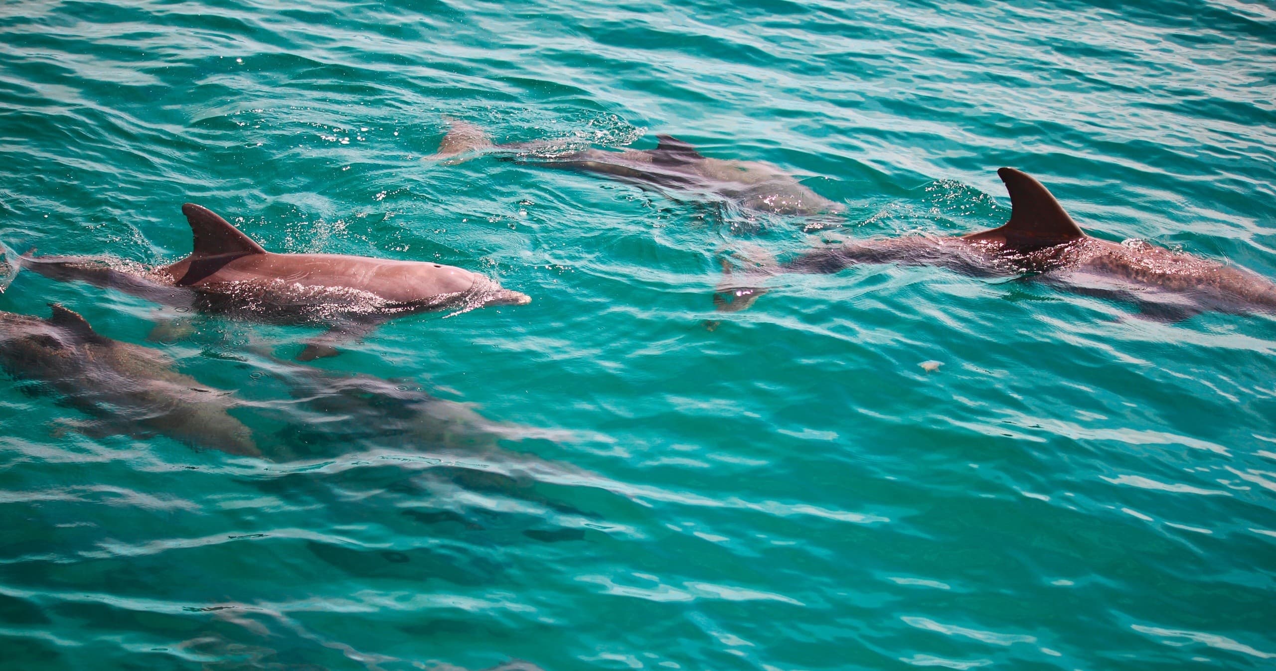 Morning Snorkel & Dolphin Tour