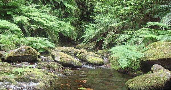 King's Levada Walk (S. Jorge Native Forest)