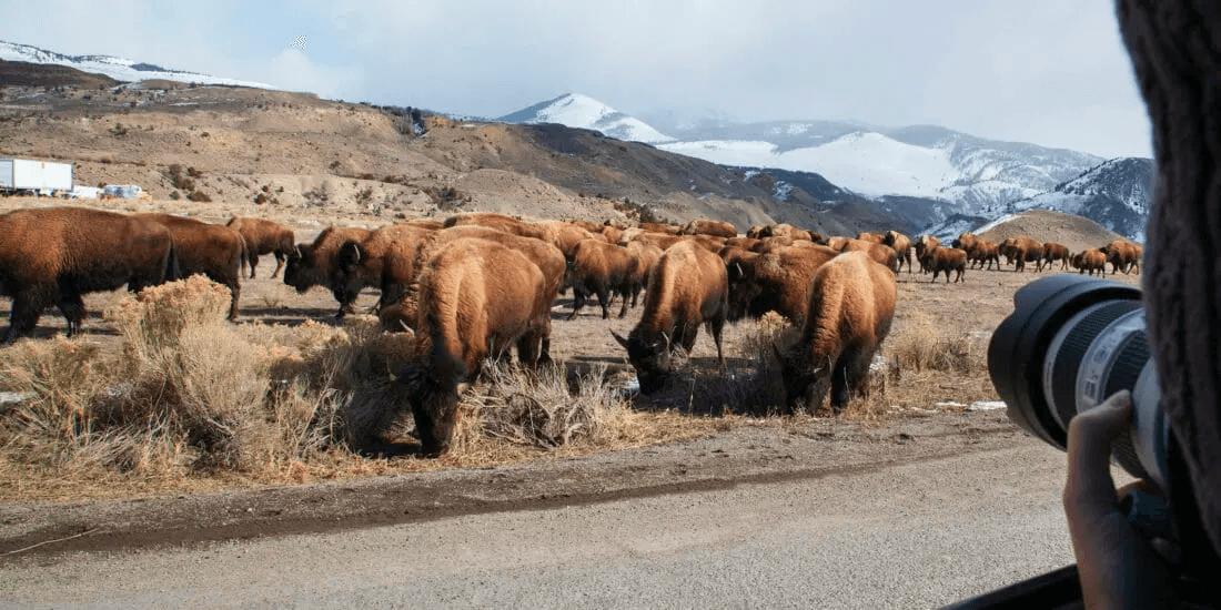 Yellowstone Multi-Day Photography Tour & Wildlife Safari - 3 Days