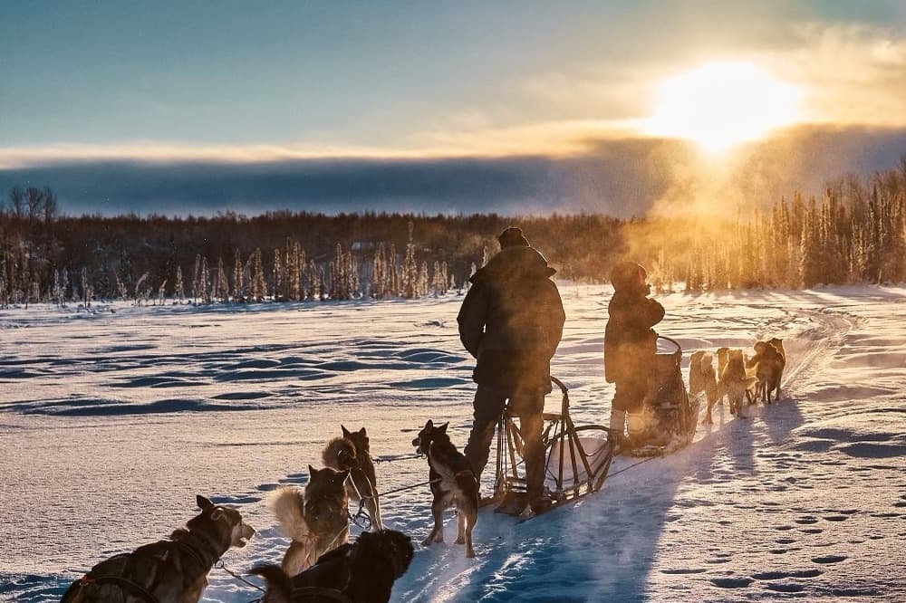 Premium Sled Dog Tour
