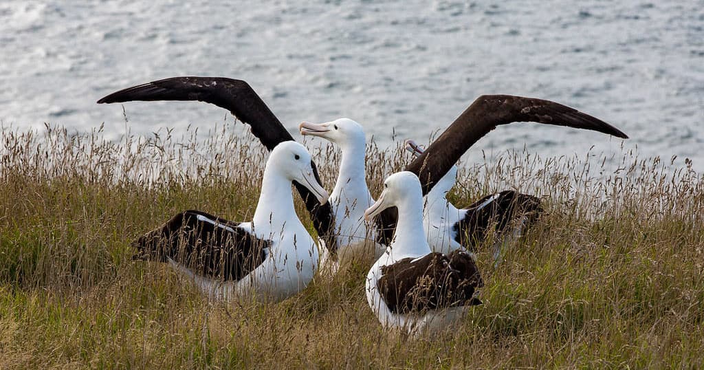 Unique Taiaroa