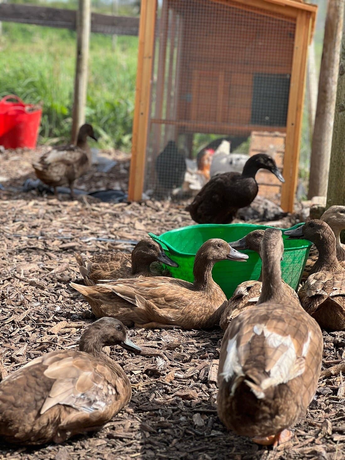 Open Farm