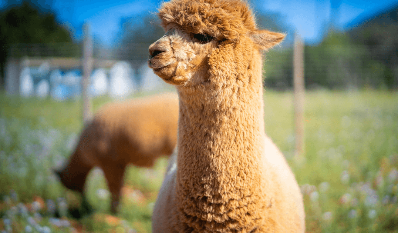 Alpaca Tour