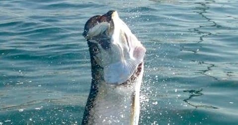Tarpon Fishing
