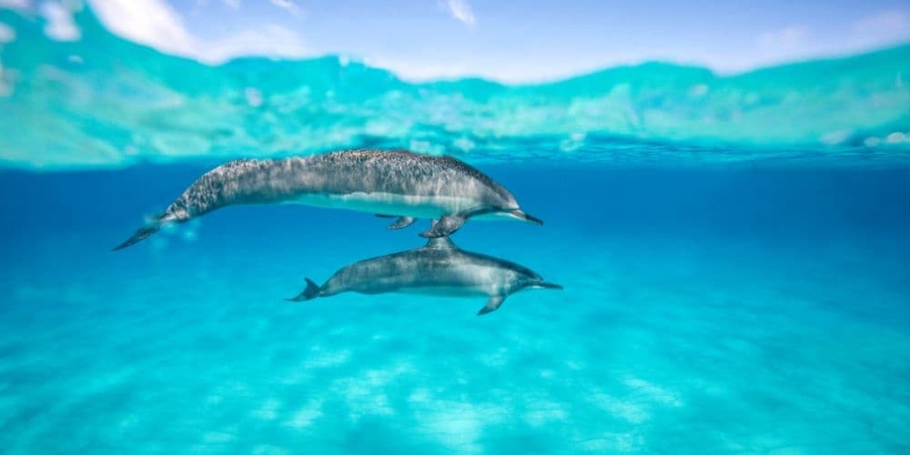 Zodiac & Delfines Fuerteventura Morro