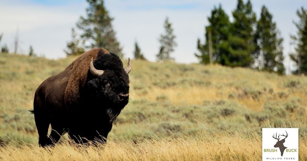Grand Teton Full Day Public Tour