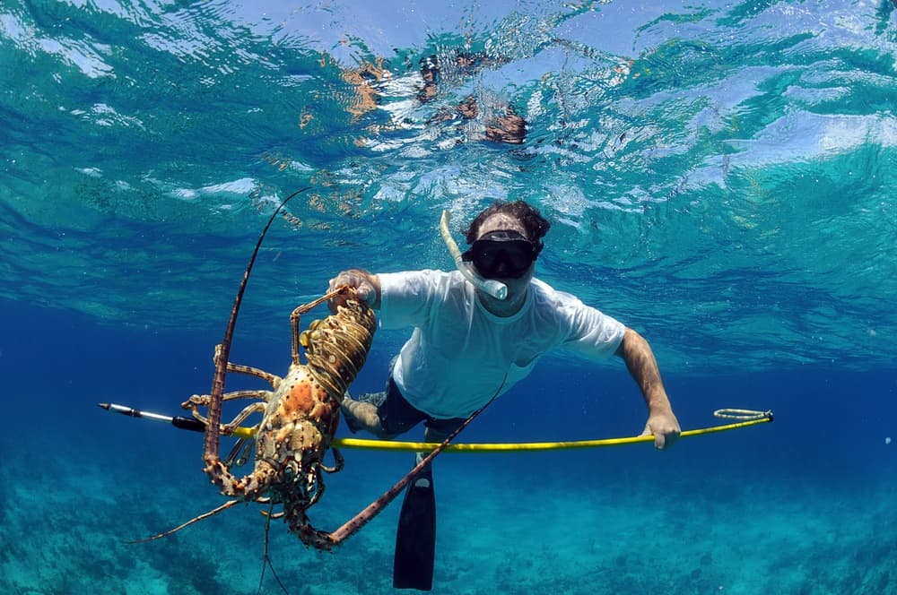 3/4 Day Spear Fishing Trip