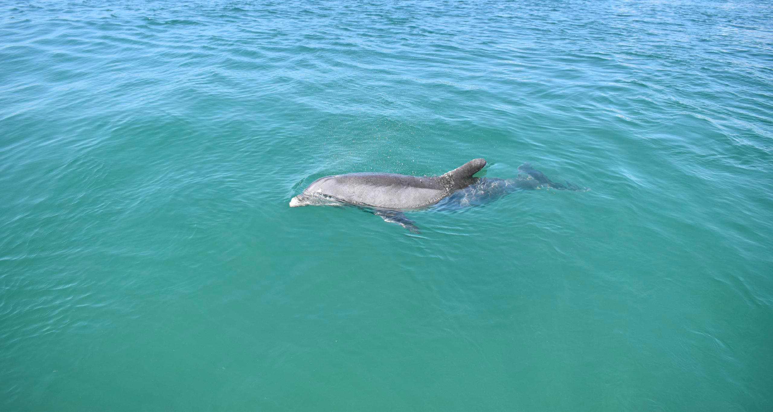 Dolphin Tiki Cruise