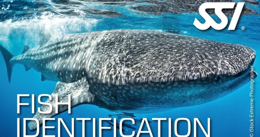 SSI Fish Identification Ecology Kurs