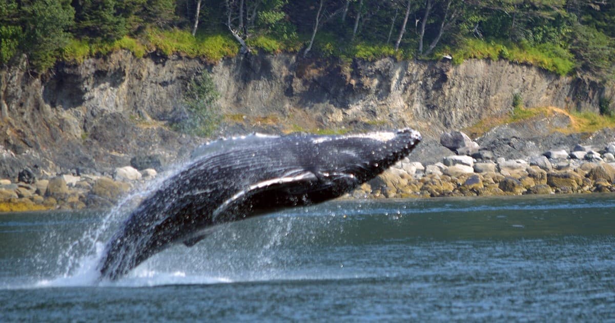 Whale Watching Adventure