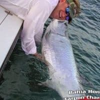 Six Hour Morning Tarpon Charter