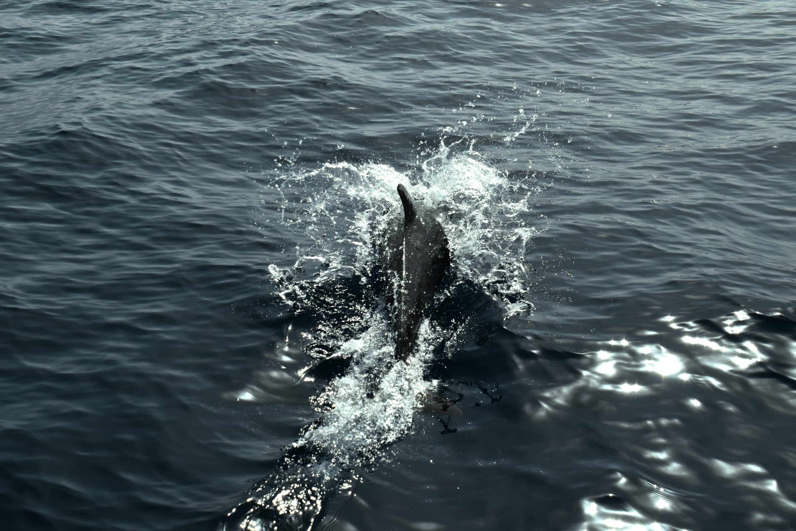 Lanzarote Whale & Dolphin Observation (private experience)