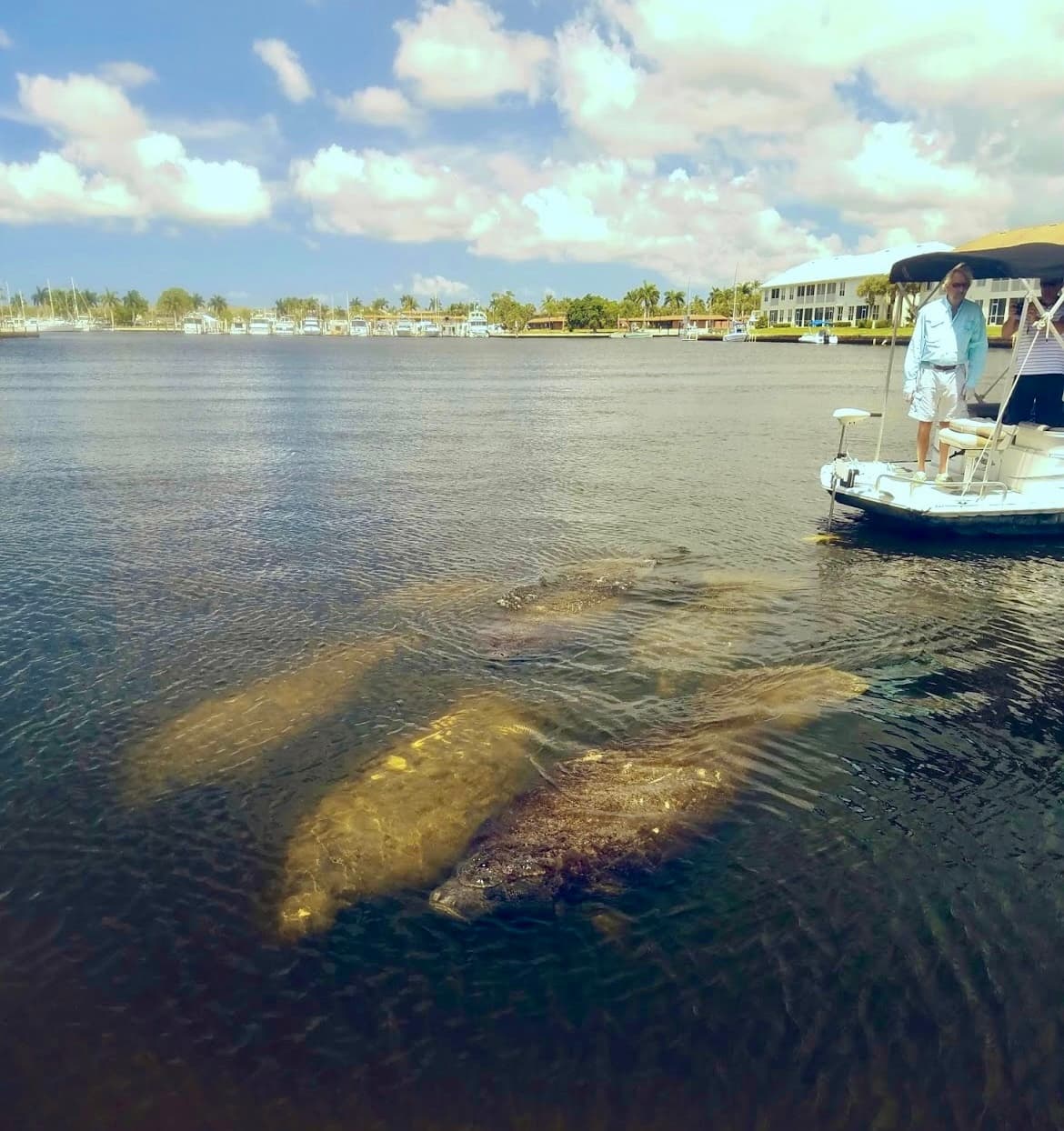 Manatee Sightseeing & Wildlife Boat Tour Parties of 7 or more