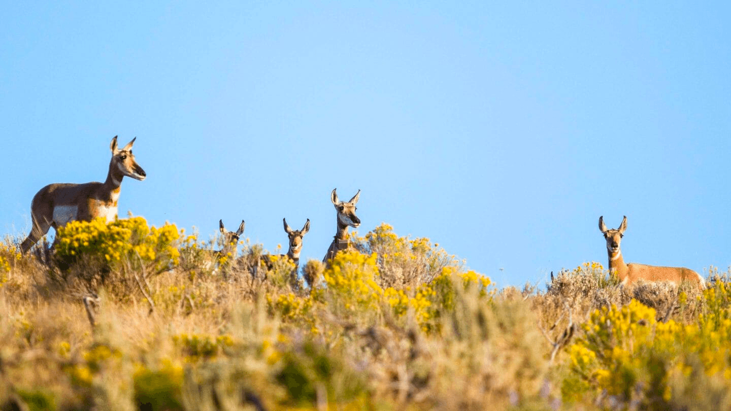 Half Day Wildlife Safari - Public Tour (Summer)
