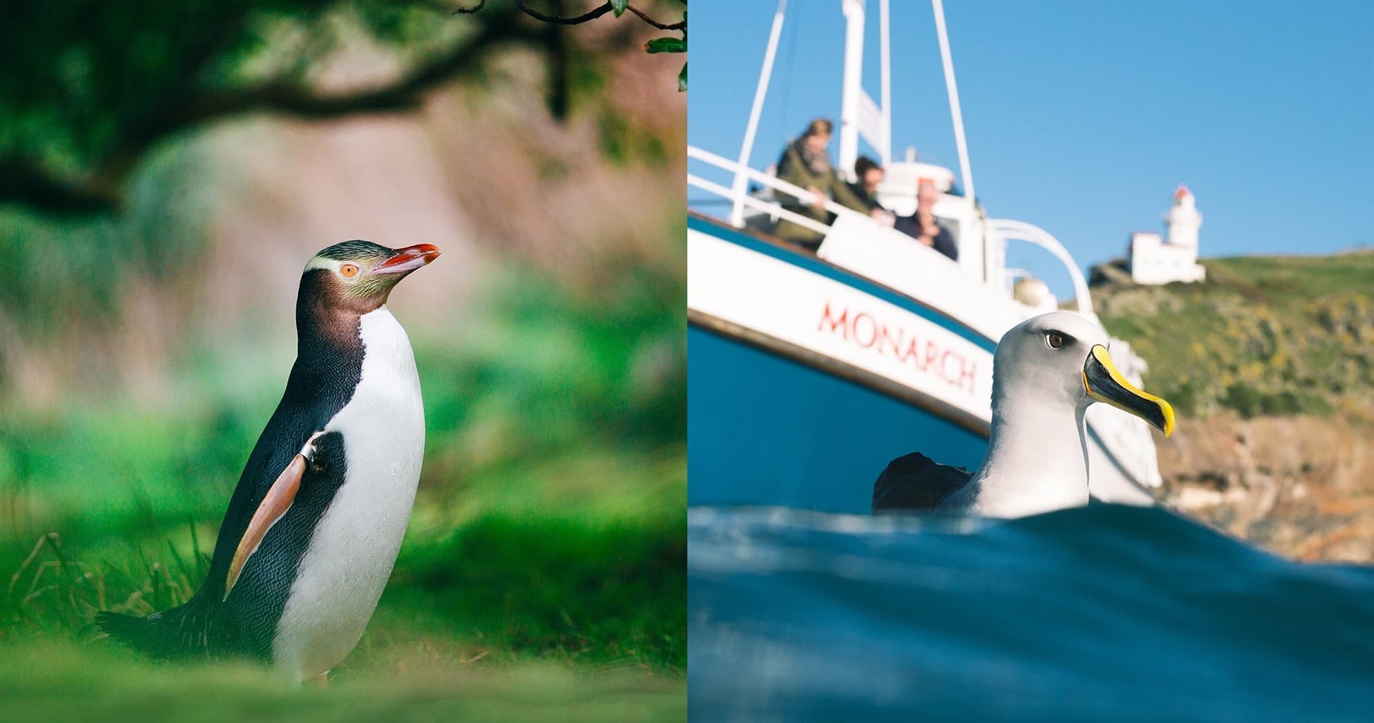 Yellow-eyed Penguin Combo