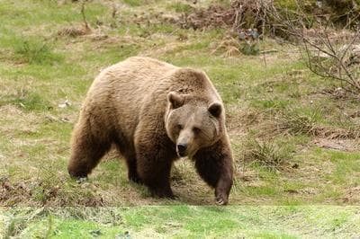 Simply Amazing Sitka Tour; Fortress of the Bears, Alaska Raptor & Totem Park