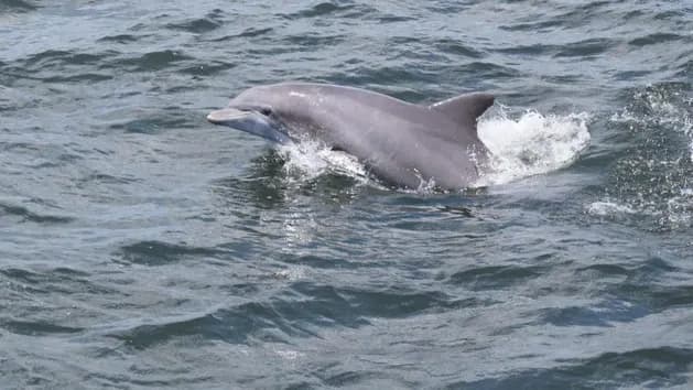 Dolphin Adventure Sail