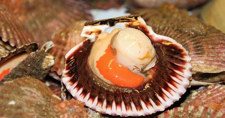 Group Scalloping Trip