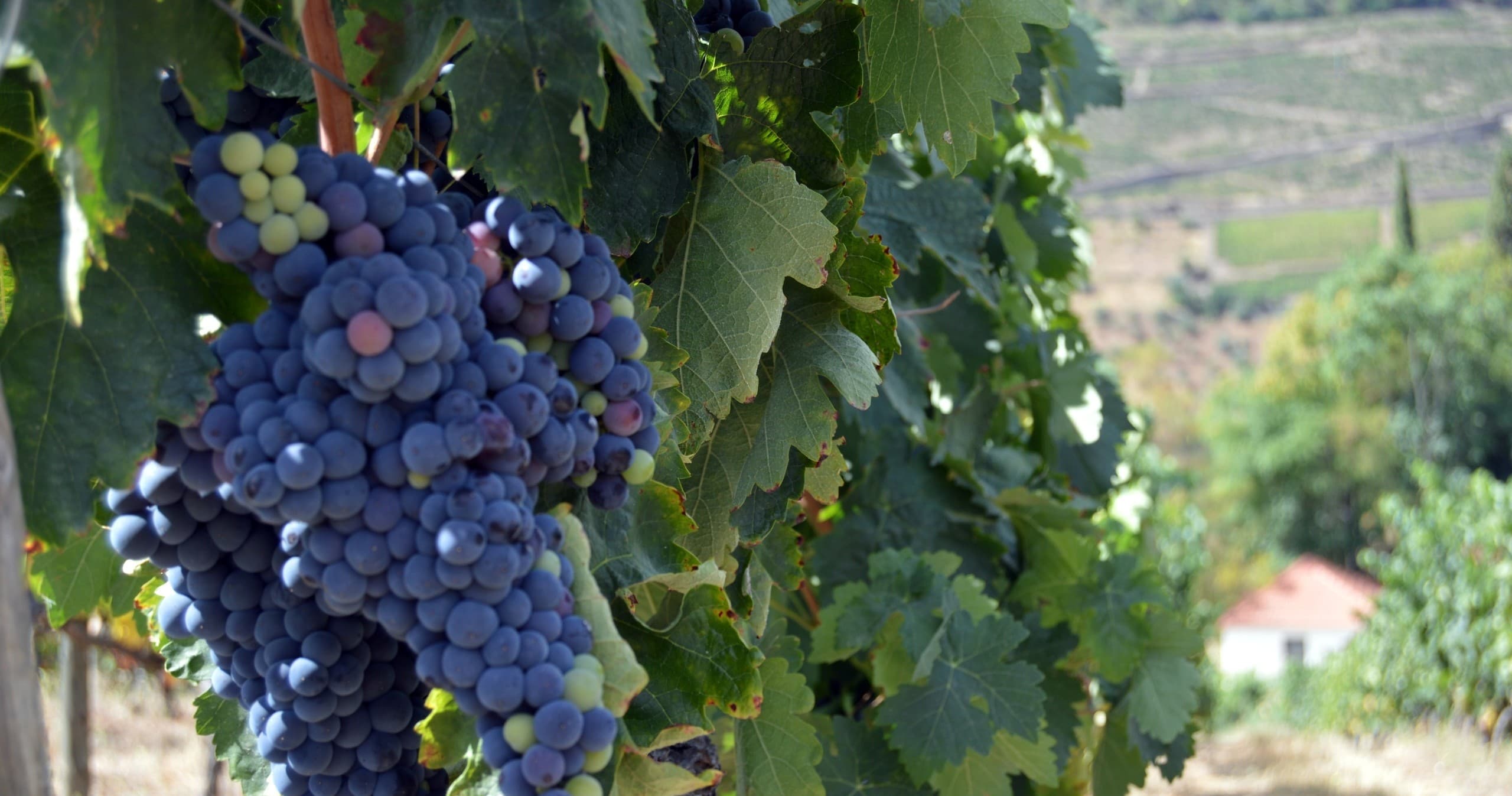 Douro Valley Wine Tour From Braga