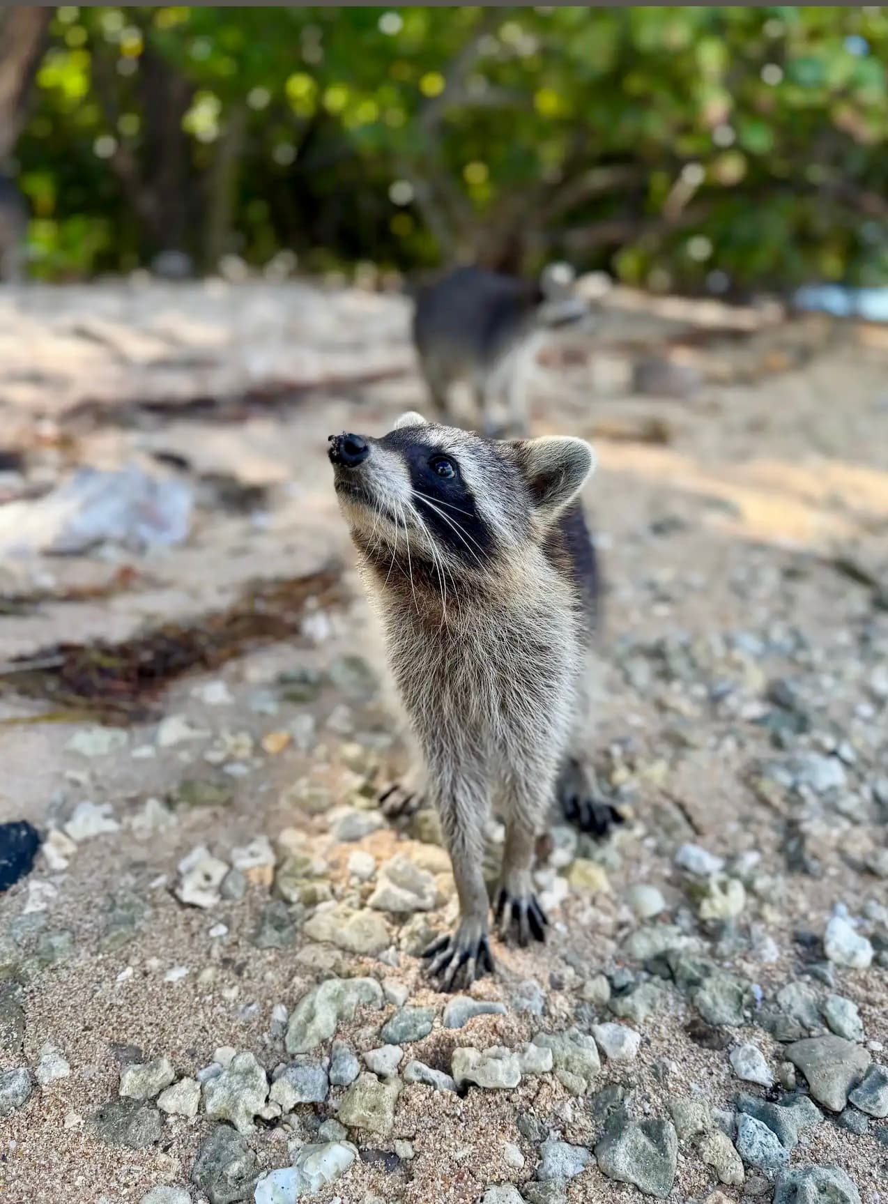 Sandpur Raccoon" Island"