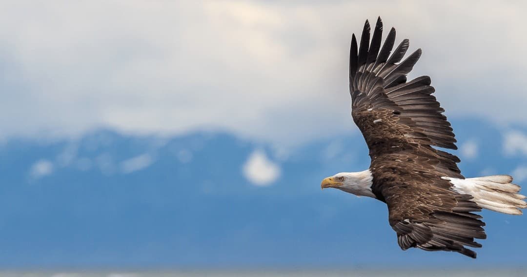 Ketchikan Wildlife Safari & Sight Seeing Tour