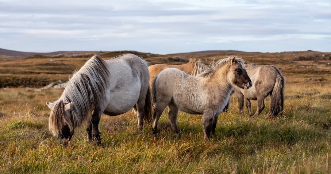 Ponies in the Paddock