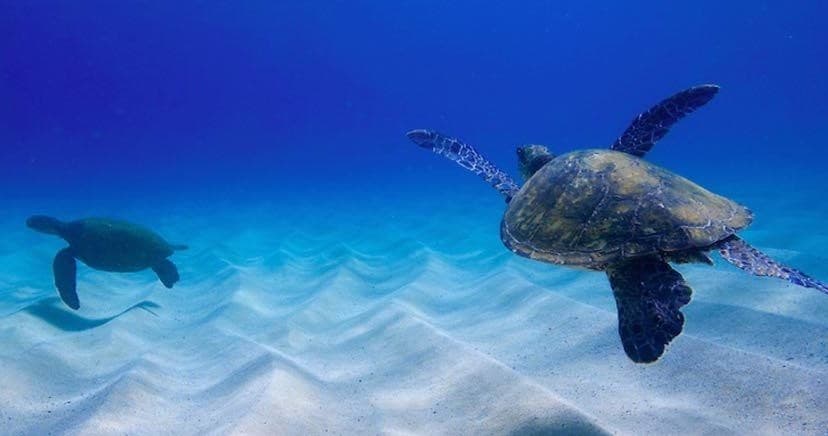 North Shore Turtle Tours