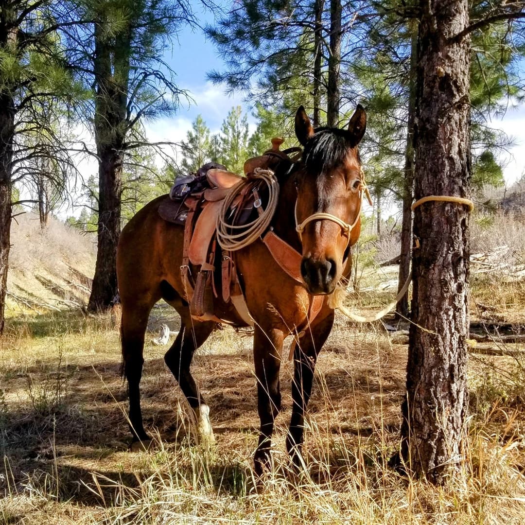 Invite Horse(s) To Your Event