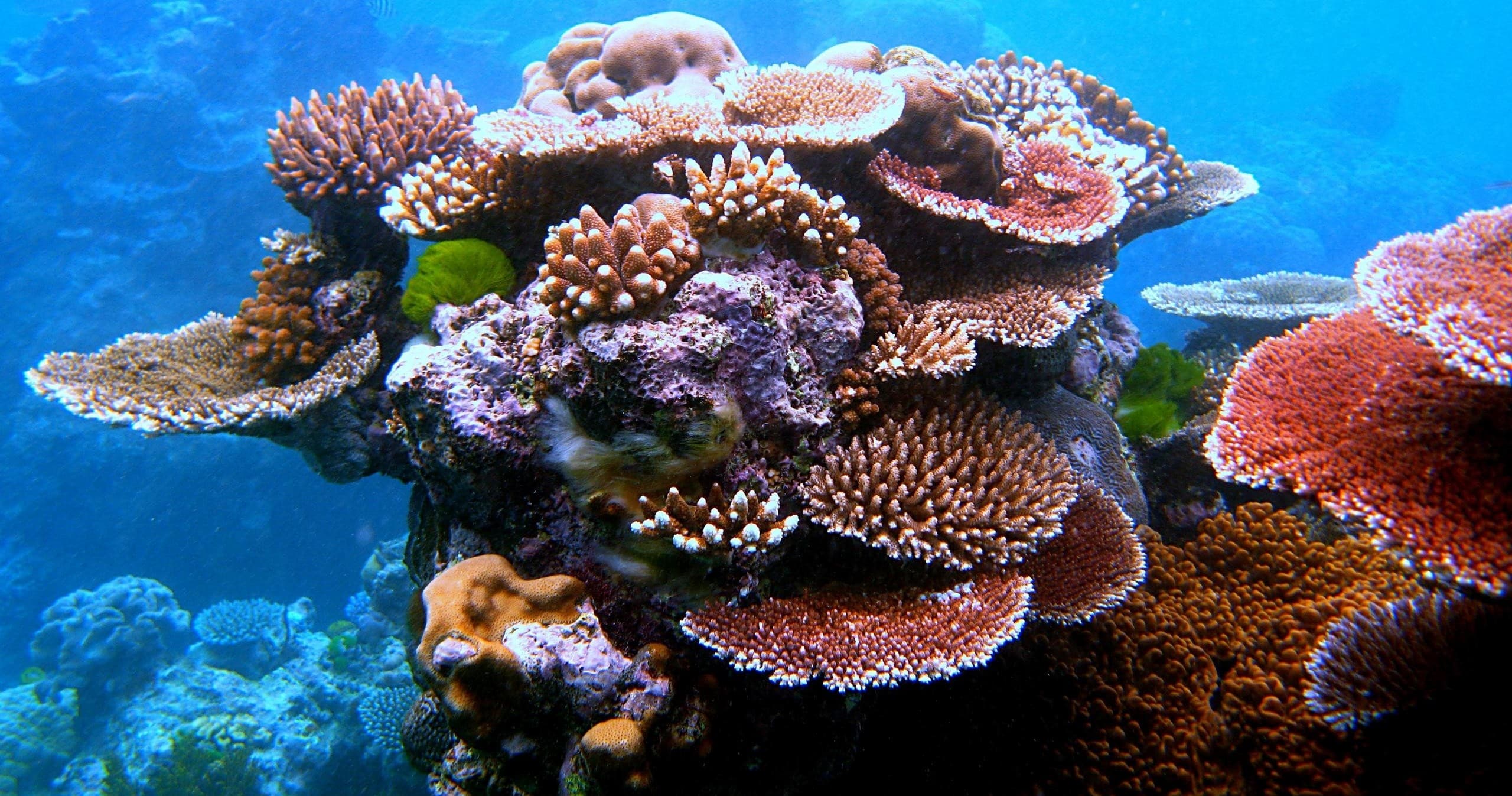 Coral Communities