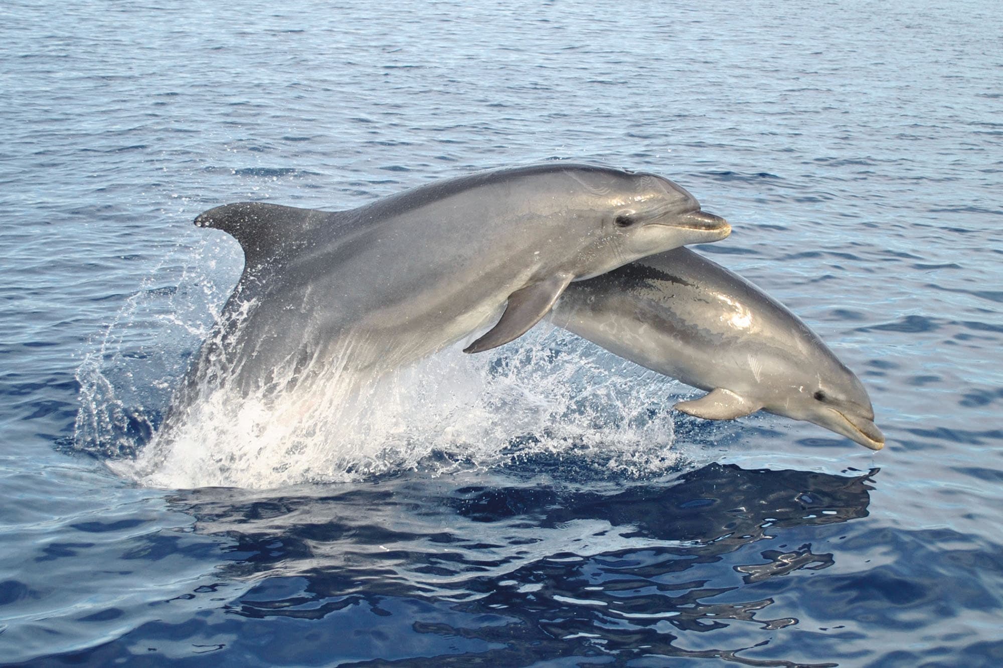 Benagil & Dolphin Watching from Lagos