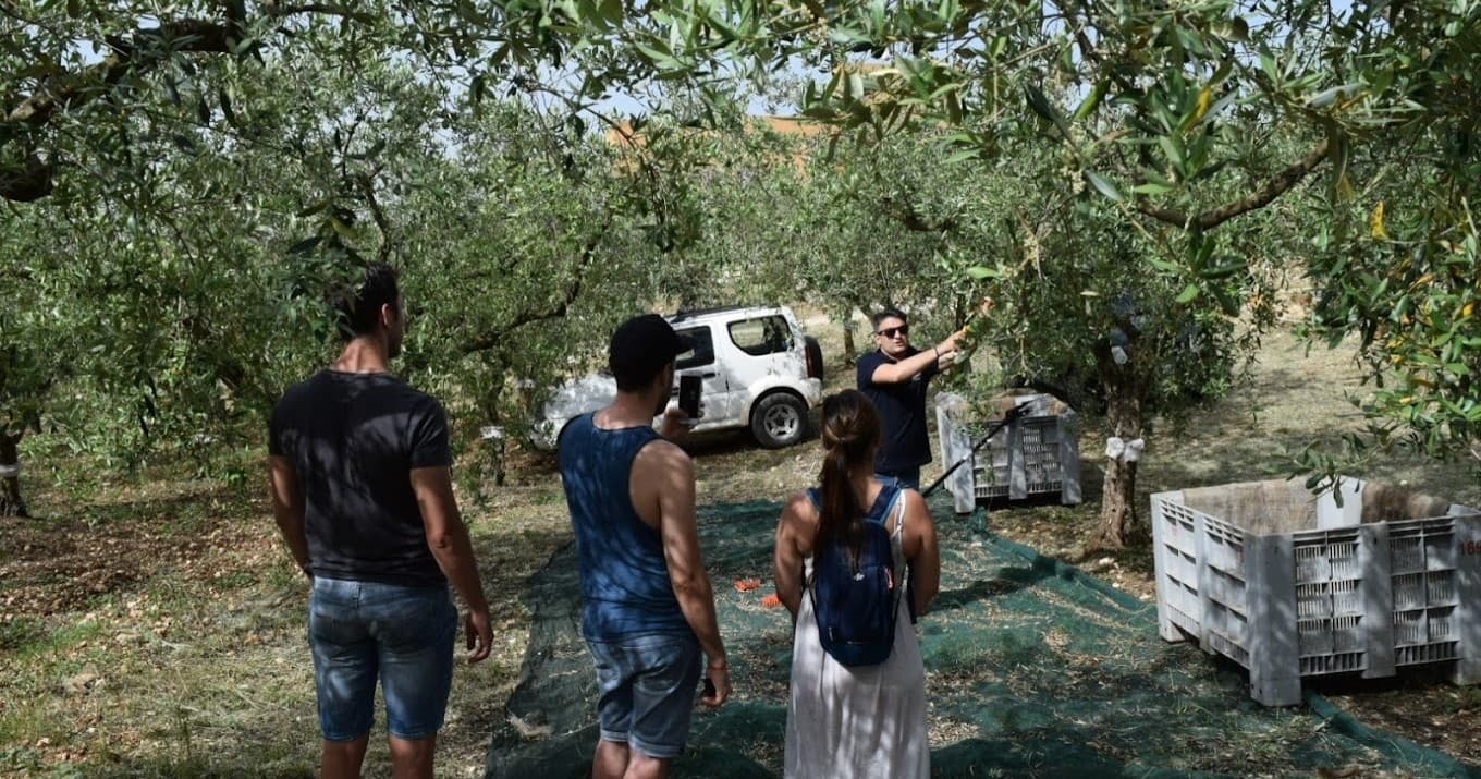 Sicilian Olive Oil Experience & Farm Lunch